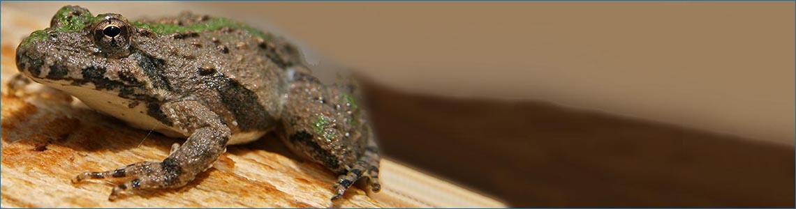 Blanchard’s Cricket Frog [Northern Cricket Frog] <span class='italic'>(Acris blanchardi)</span>
