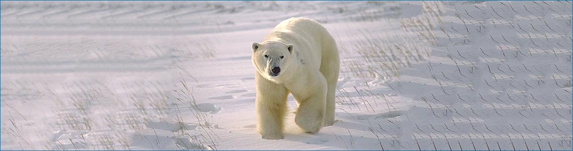 Polar Bear <span class='italic'> (Ursus maritimus)</span>